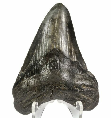 Bargain, Fossil Megalodon Tooth - Georgia #64547